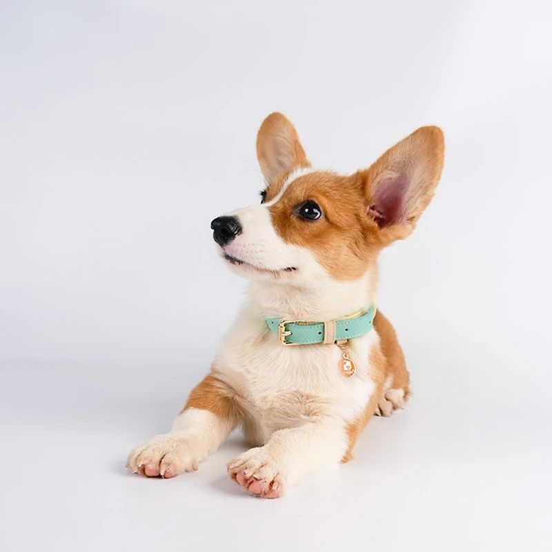 Genuine Leather Dog Collar & Lead Set – For Dogs & Cats